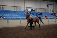 Class 067 - Morgan In Hand 5 & Over Mares
