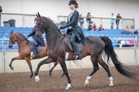 2019 Morgan Horse Show - Aug 31, 2019 - 08478
