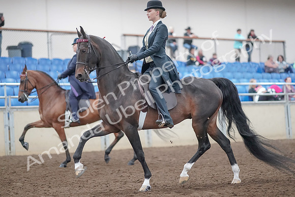2019 Morgan Horse Show - Aug 31, 2019 - 08478