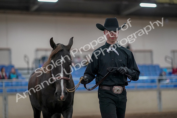 2019 Morgan Horse Show - Aug 31, 2019 - 02072