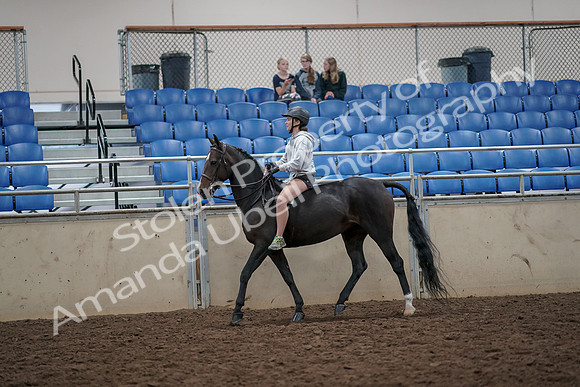 2019 Morgan Horse Show - Aug 30, 2019 - 31031