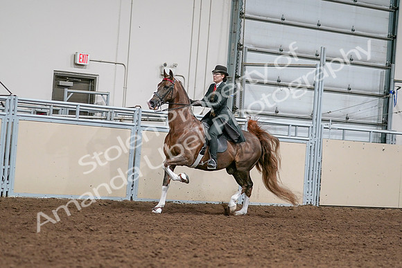 2020 - AB Morgan Horse - Sat, Sept 05 - 13018