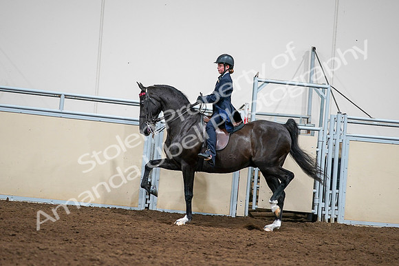 2020 - AB Morgan Horse - Fri, Sept 04 - 03248