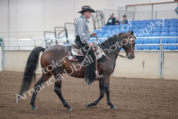2019 Morgan Horse Show - Sept 01, 2019 - 07016