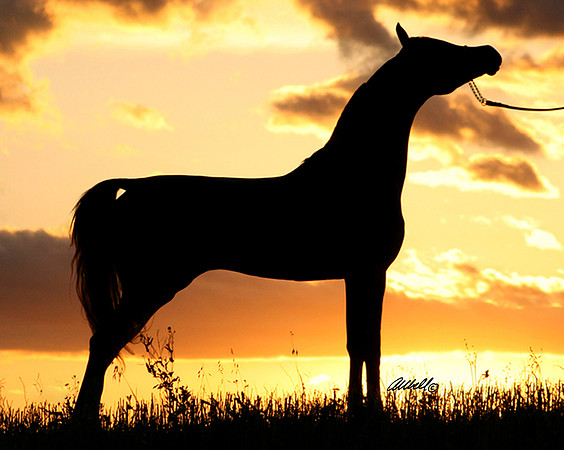 Arabians - 058