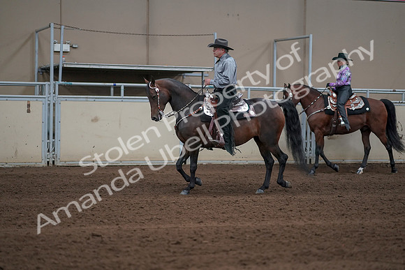 2019 Morgan Horse Show - Sept 01, 2019 - 06851