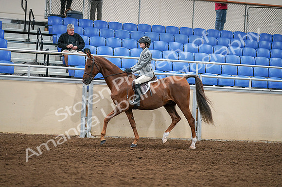 2020 - AB Morgan Horse - Fri, Sept 04 - 02964