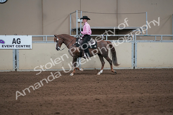 2019 Morgan Horse Show - Sept 01, 2019 - 06891