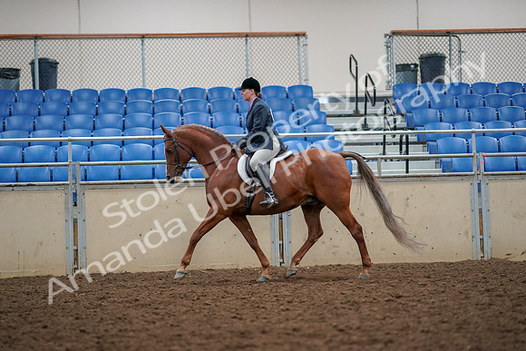 2019 Morgan Horse Show - Aug 30, 2019 - 22317