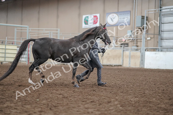 2019 Morgan Horse Show - Aug 31, 2019 - 01883
