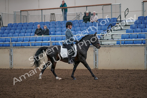 2019 Morgan Horse Show - Aug 31, 2019 - 07502