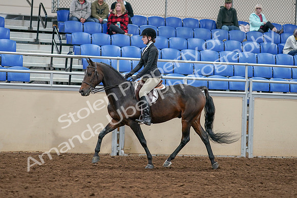 2020 - AB Morgan Horse - Sat, Sept 05 - 14381
