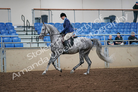 2019 Morgan Horse Show - Aug 30, 2019 - 16295