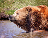 NA Wild Animals - 042