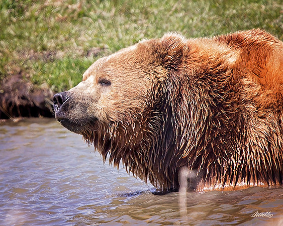 NA Wild Animals - 042