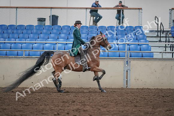 2019 Morgan Horse Show - Sept 01, 2019 - 13368