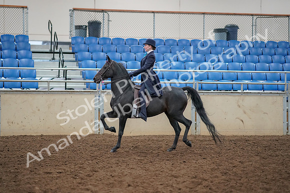 2019 Morgan Horse Show - Aug 30, 2019 - 12179