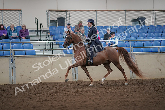 2019 Morgan Horse Show - Aug 30, 2019 - 26768