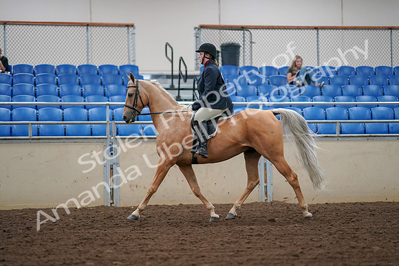 2019 Morgan Horse Show - Aug 30, 2019 - 16078