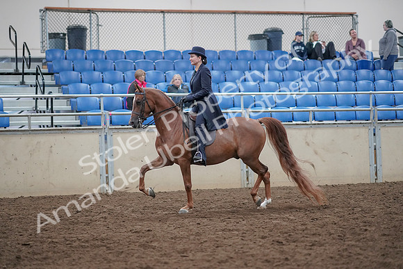 2019 Morgan Horse Show - Aug 31, 2019 - 16907