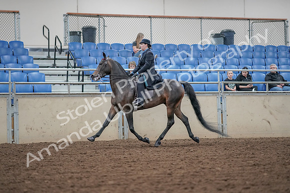 2019 Morgan Horse Show - Aug 30, 2019 - 15542