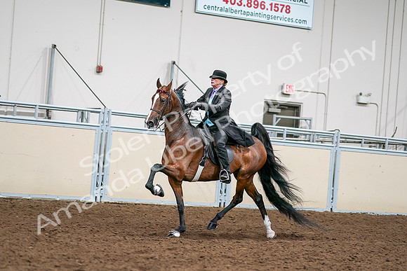 2020 - AB Morgan Horse - Sat, Sept 05 - 12990
