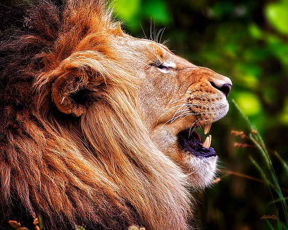 Big Cats - 019