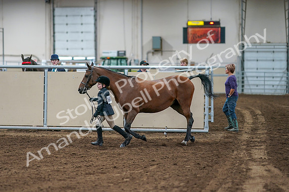 2020 - AB Morgan Horse - Fri, Sept 04 - 00744