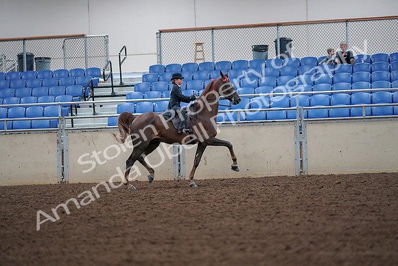 2019 Morgan Horse Show - Aug 30, 2019 - 18055
