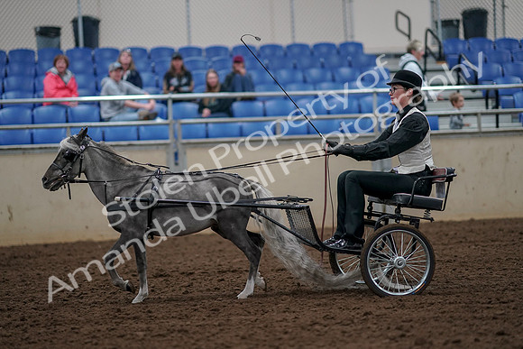 2019 Morgan Horse Show - Aug 30, 2019 - 13283