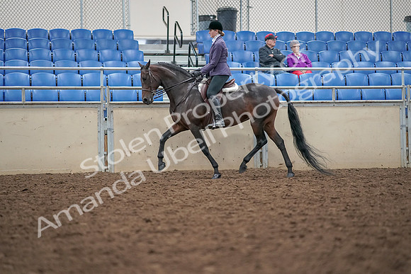 2019 Morgan Horse Show - Aug 30, 2019 - 20321