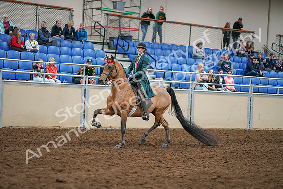 2020 - AB Morgan Horse - Sat, Sept 05 - 13761