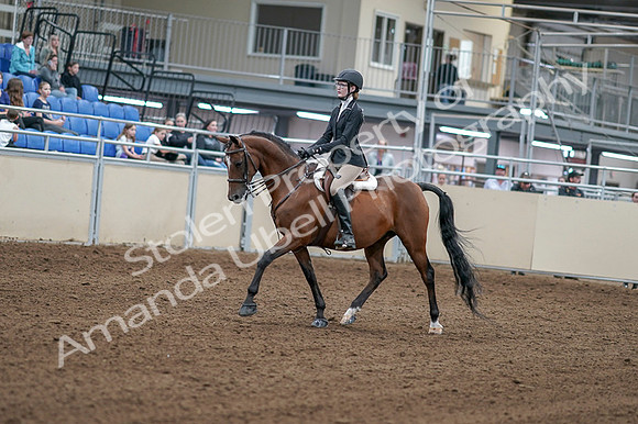 2020 - AB Morgan Horse - Fri, Sept 04 - 05852