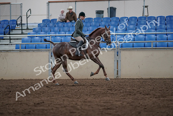 2019 Morgan Horse Show - Sept 01, 2019 - 08778