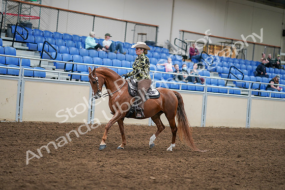 2020 - AB Morgan Horse - Sat, Sept 05 - 08893
