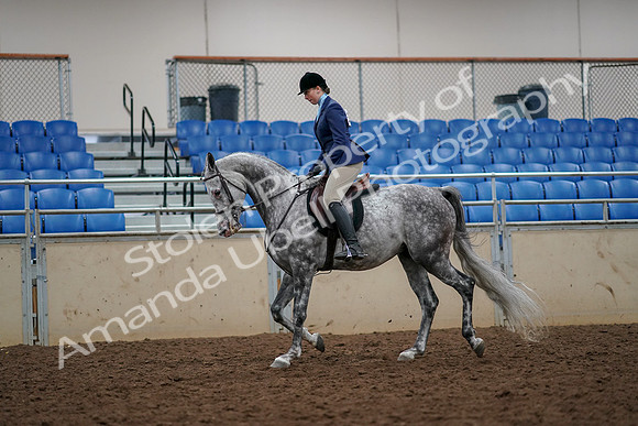 2019 Morgan Horse Show - Aug 30, 2019 - 22271