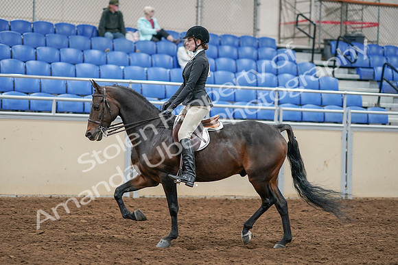 2020 - AB Morgan Horse - Sat, Sept 05 - 14223