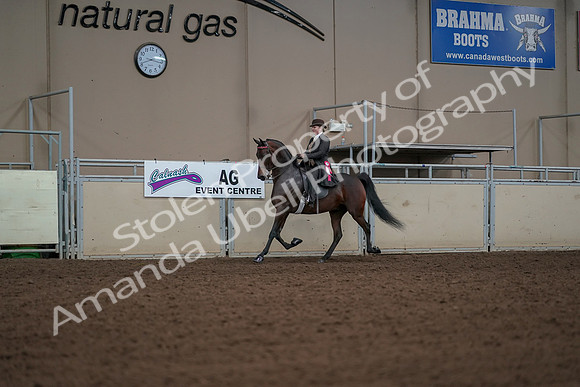 2019 Morgan Horse Show - Aug 30, 2019 - 28296