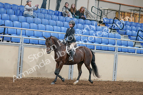 2020 - AB Morgan Horse - Sat, Sept 05 - 14395