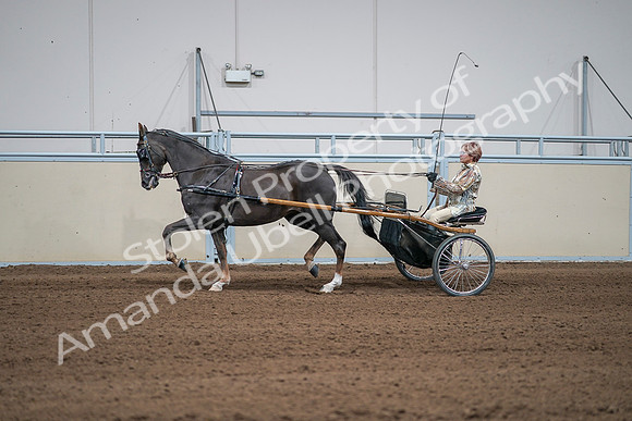 2020 - AB Morgan Horse - Sat, Sept 05 - 05888