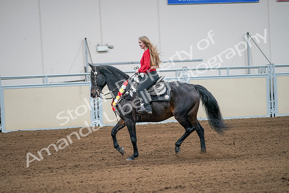 2020 - AB Morgan Horse - Sat, Sept 05 - 10409