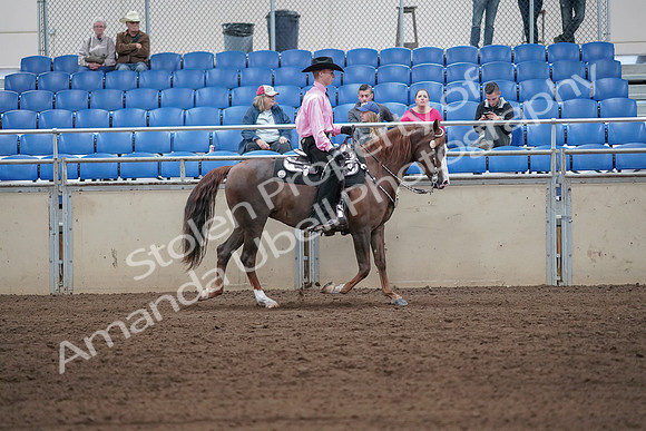 2019 Morgan Horse Show - Sept 01, 2019 - 07167