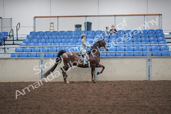 2019 Morgan Horse Show - Aug 30, 2019 - 18020
