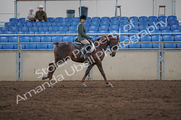 2019 Morgan Horse Show - Sept 01, 2019 - 08783