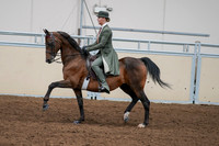 2020 - AB Morgan Horse - Fri, Sept 04 - 03298