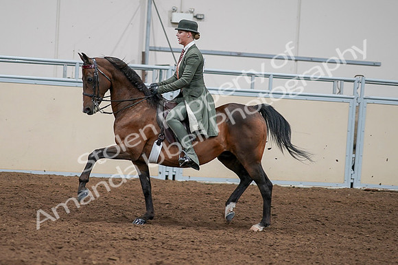 2020 - AB Morgan Horse - Fri, Sept 04 - 03298