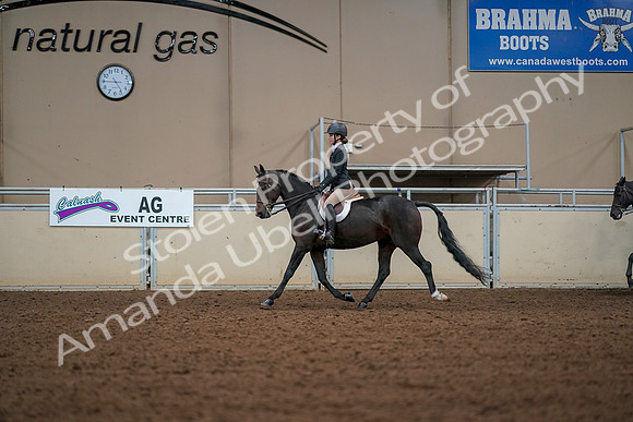 2019 Morgan Horse Show - Aug 30, 2019 - 23247