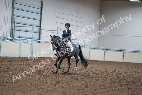 2020 - AB Morgan Horse - Fri, Sept 04 - 06150