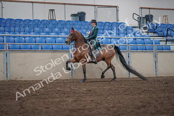 2019 Morgan Horse Show - Sept 01, 2019 - 13212