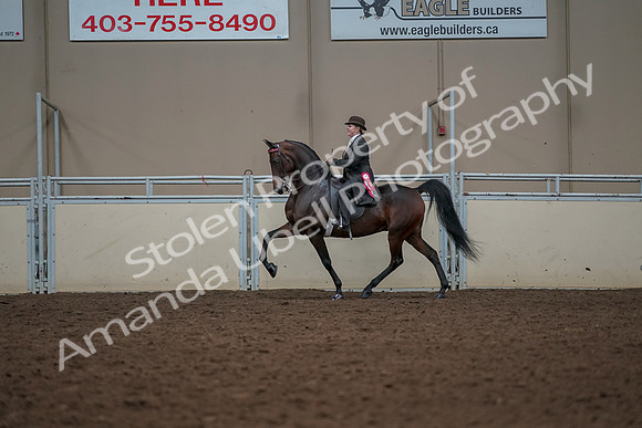 2019 Morgan Horse Show - Aug 30, 2019 - 28331